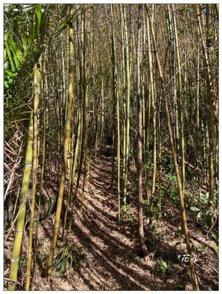 那羅山、煤源山、凌空廊道連走2684216