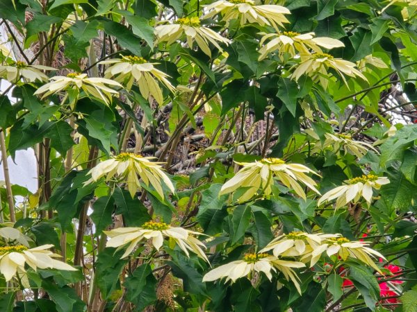 鳶嘴稍來山之楓紅／雲海2974093