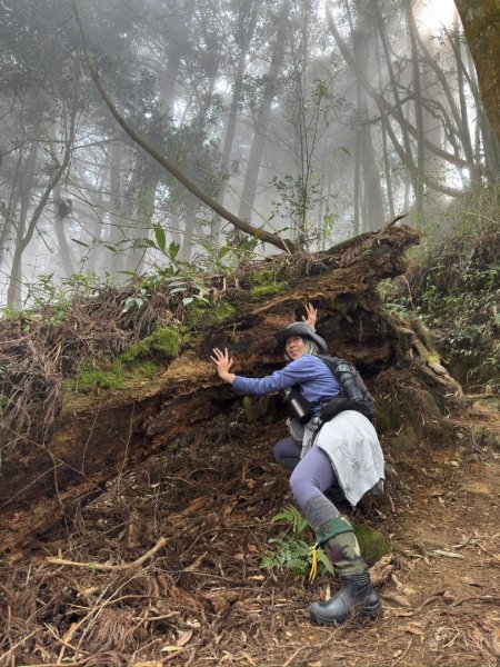 留龍頭-嶺頭山-金柑樹山-忘憂森林（2025必去）2720351