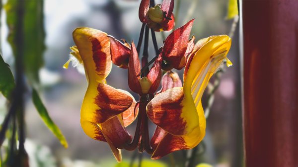 【蛇年走春】高雄桃源 • 世外桃源2700231