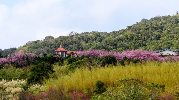 平菁街櫻花2697257