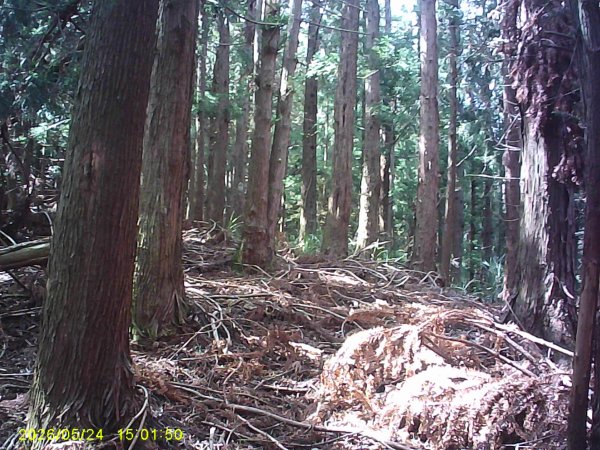 台21號公路的同富(埔沙)山3061837