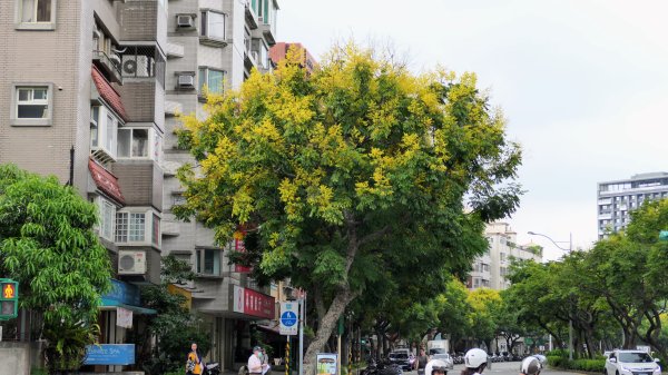 台灣欒樹,淡水紅樹林2605673