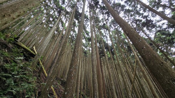 民都有山，夏日首選，好涼爽的中級山，新竹熱門登山景點，時而陽光穿林，時而濃霧彌漫，非常迷人。2827244