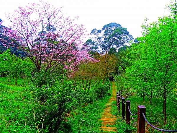 遇見桃花源：淡水楓樹湖步道542574