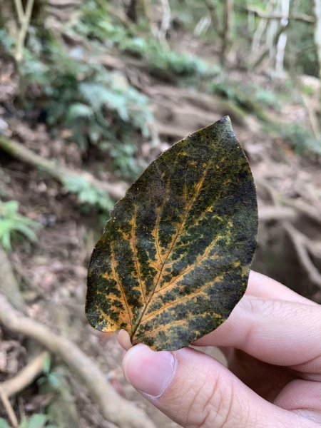 【中級山】明知山沒虎，偏向虎山行2441956