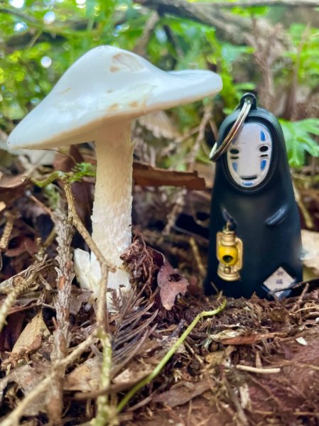 山野中的小精靈🧚‍♂️2289752