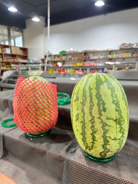 西藏♥️可愛動物🐎人物寫真/拉薩旅拍/美食2903295