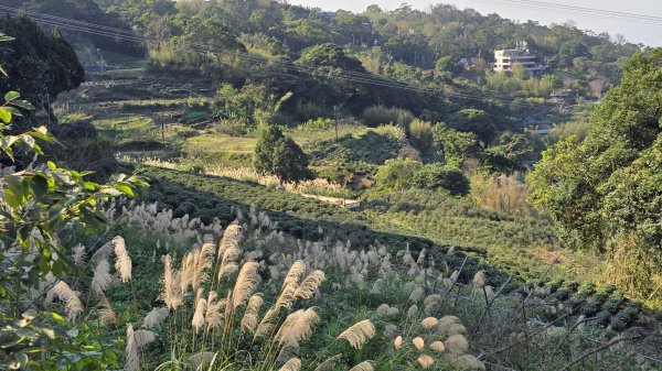 2025貓空樟樹步道花海搶先看，展期：1月18-2月9日，喜歡小冒險可以挑戰攀爬路線猴山岳。2691452