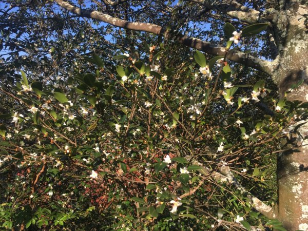 六寮崙山、雞罩山、白雞山8字走2371089