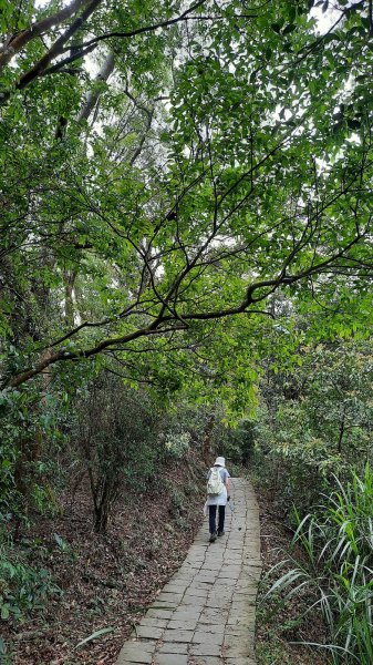 《苗栗》鳴鳳古道｜樟之細路古道巡禮202104021330626