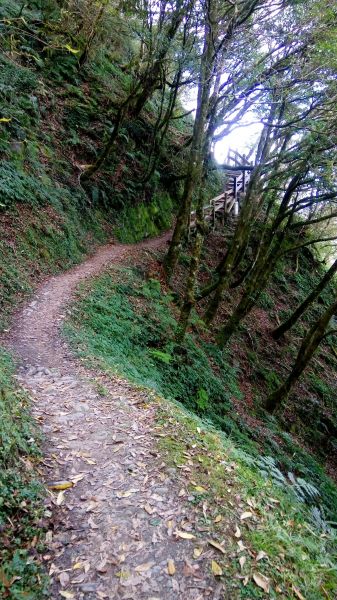 檜山巨木森林步道 2017.01.07116054