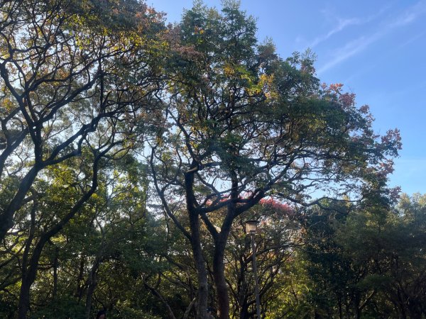 虎頭山健行10122911372