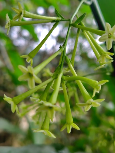 鳳鳴古道 鳳鳴山 南隘勇（南長城）古道 三湖山 八達嶺（龍骨）古道 綠色古道 延平古道2975150