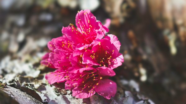 【台灣健行】春艷 • 寶山二集團2698526