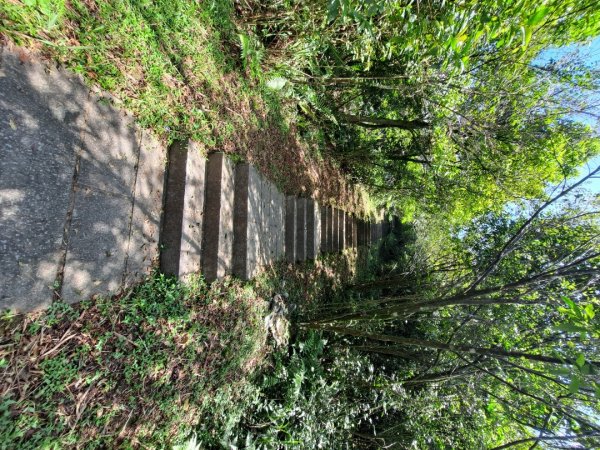 20230911淡蘭古道中段：五分山步道-暖東舊道2446783