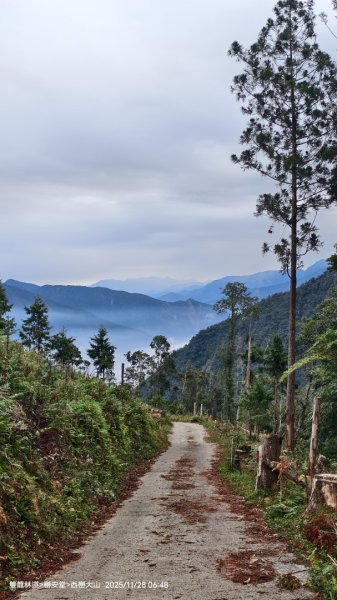 114.11.28-29 雙龍林道~巒安堂~西巒大山2954843