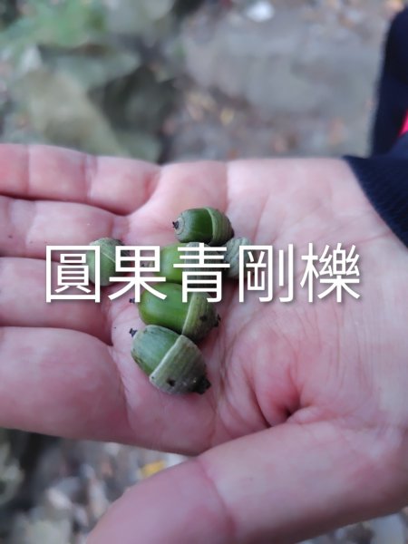 唐麻丹山 蝴蝶谷2918776