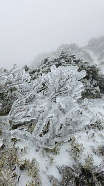 20250319～20嘉明湖國家步道🥶🥶🥶殘念😭2739761