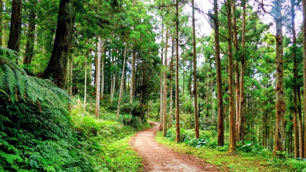 油羅山(一上三下)2959200