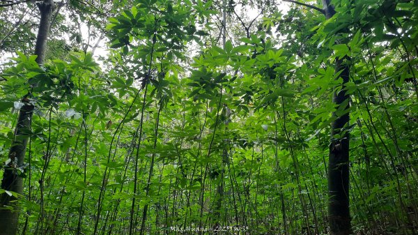《南投》峰峰相連｜草屯九九峰森林步道O型202509062879271
