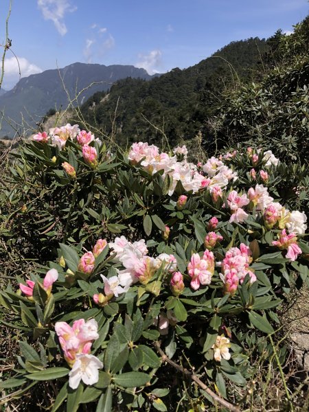 合歡百岳(東峰+石門山)賞杜鵑2131566