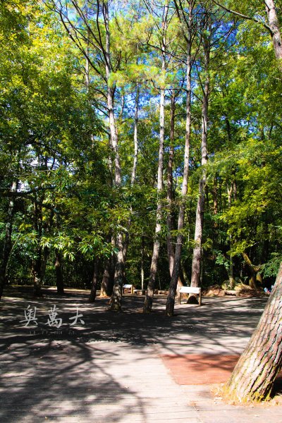 奧萬大國家森林遊樂區步道群481461