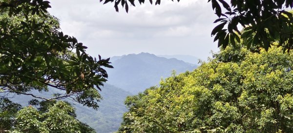 2025/07/06_金牌縱走(觀音洞出發小O型)2829104