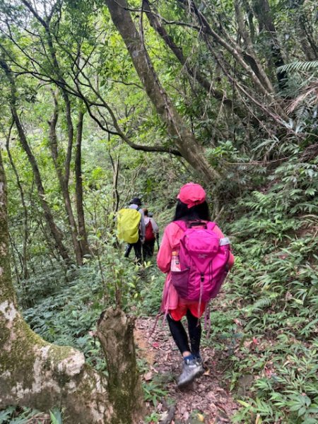 2025-08-30 豎旗山西北稜上-豎旗山-烏山古道西段下2874137