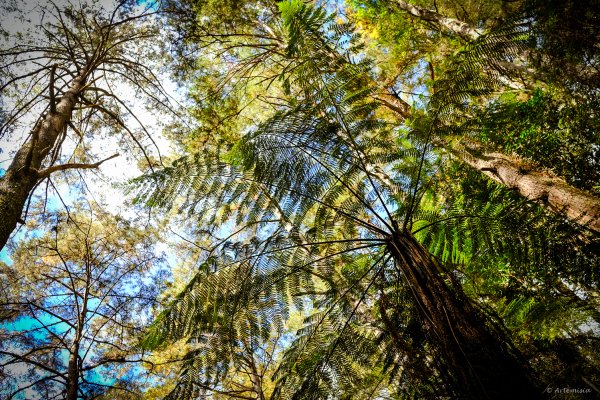[冬訪大霸聖山岳參行]-大鹿林道東線榆金楓紅與九九山莊精選輯2974717