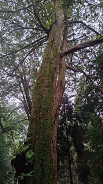 檜山巨木群2918000