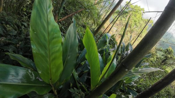 阿里山頂湖三連峰:天福山、芙蓉山、凸龜山2810085