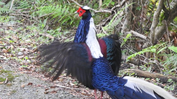 雲山水花鳥蝶-天龍國阿伯的日常6/22801946