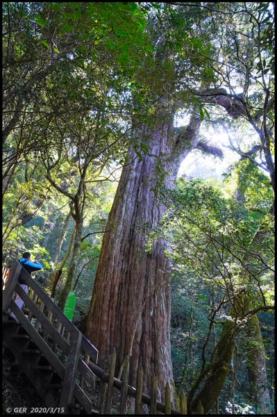 全台最大的紅檜森林 ~ 拉拉山巨木群885598