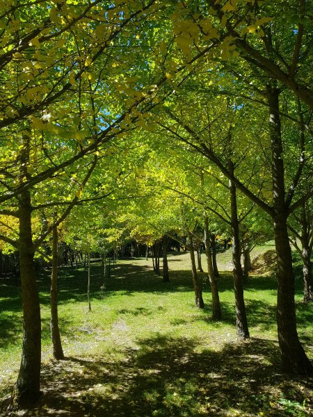 秋色的武陵463385