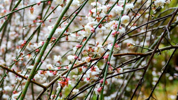 《青玉案・福壽山櫻》2712366