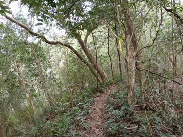 寶山鄉寶山水庫(寶山東峰+中峰+中西峰+西峰+西北峰)+尖山O型3012571