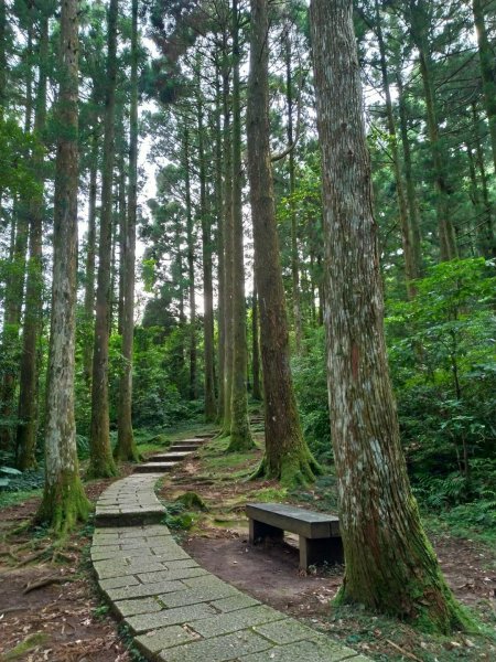 東眼山及親子峰步道592086