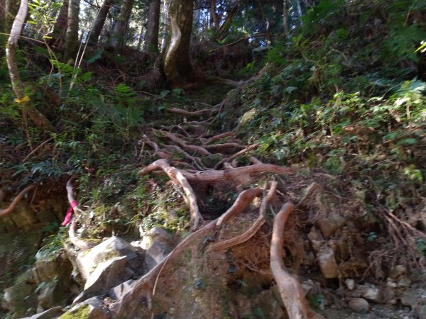 自忠山、東水山、北霞山、特富野古道826577