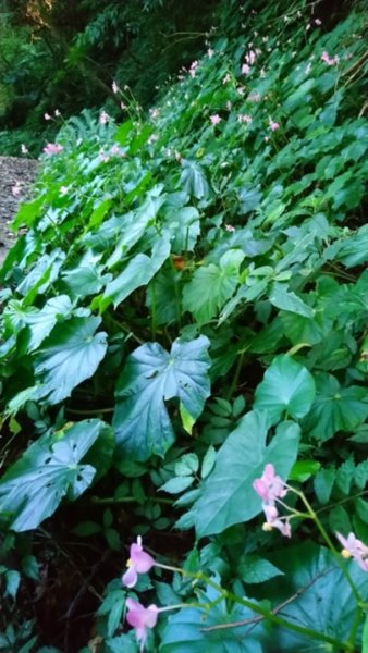 貴妃山、那結山O走1478401