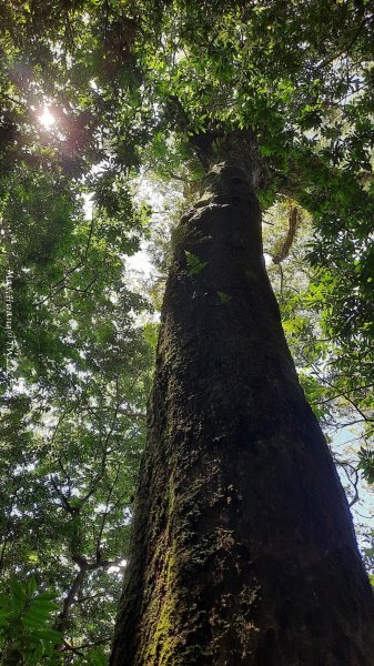 《新竹》遺世古堡｜尖石李崠山登山步道202507182841019