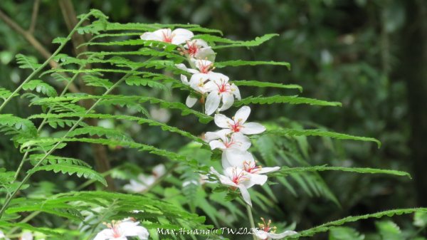 《苗栗》桐花茶園｜四月雪小徑登慈濟山三義山202504272771210