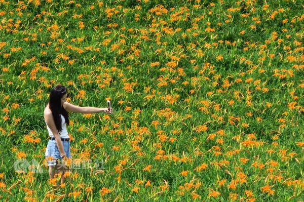 【新聞】花蓮六十石山金針花海 可抓寶可夢