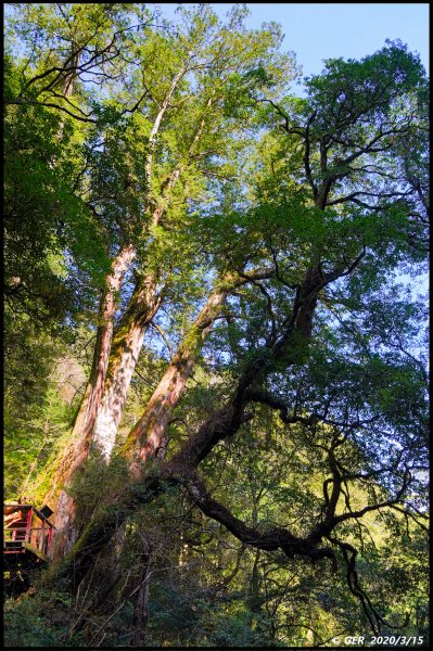 全台最大的紅檜森林 ~ 拉拉山巨木群885544