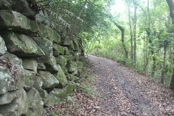 20240525高雄番子寮山-番子寮山主峰2517799