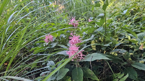 20251015木尾山-竹子湖水尾山-竹子湖西峰(騎車爬山)2915985