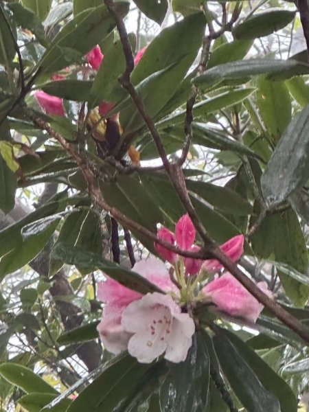 卡保石壁一葉蘭（耘夢谷上逐鹿山下O走）2809572