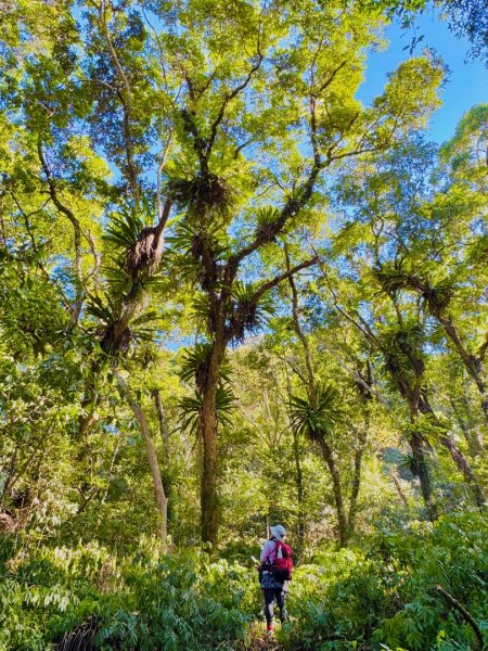 雪山坑登山步道尋巨人2978247