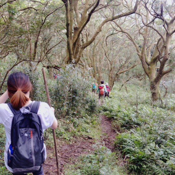 山仔頂登山步道2330316