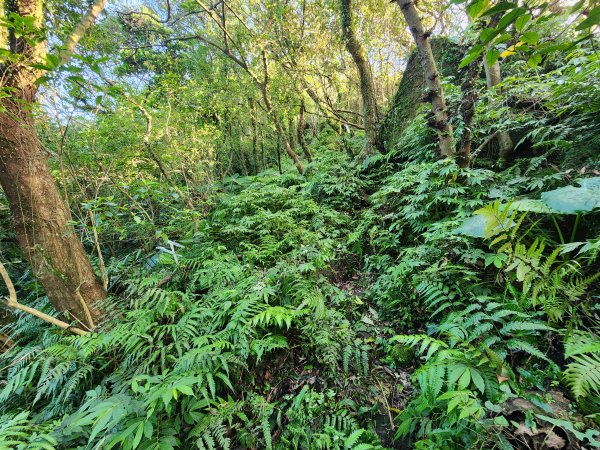 20241201侯硐復興煤礦三貂嶺山大小粗坑O型2681279